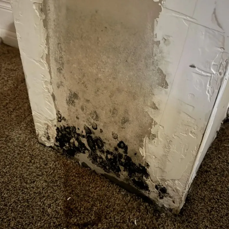 Professional Mold Removal in Robertson County, TN